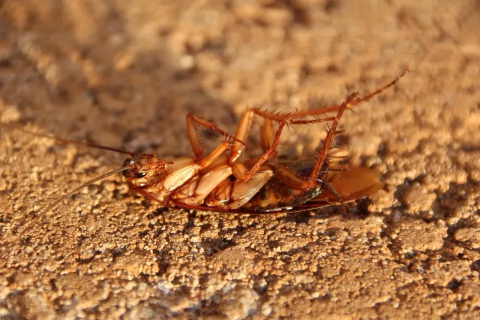 Cockroach — Pest Control Cockroach — Pest Control