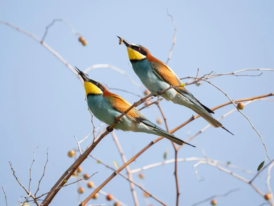 European Bee-eater — Wildlife