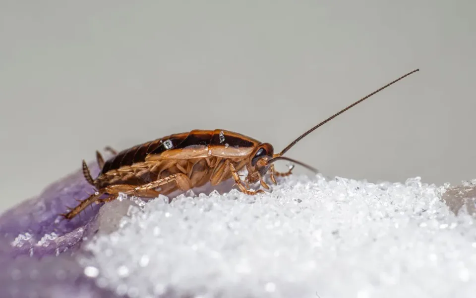 German Cockroach — Pest Control German Cockroach — Pest Control