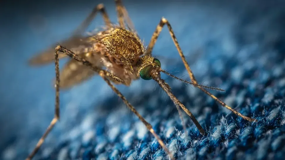 Mosquito — Pest Control Mosquito — Pest Control