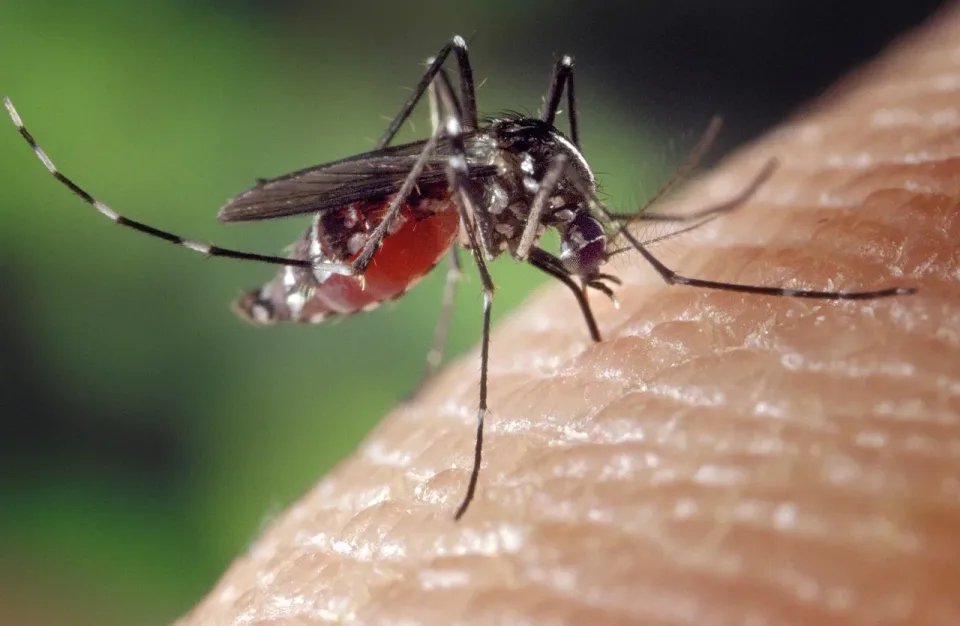 Mosquito — Pest Control