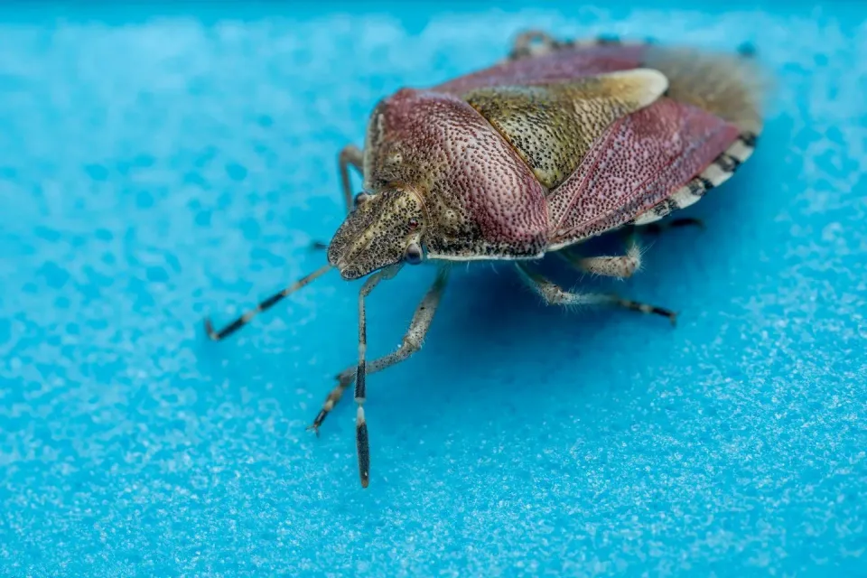Stink Bug — Pest Control Stink Bug — Pest Control