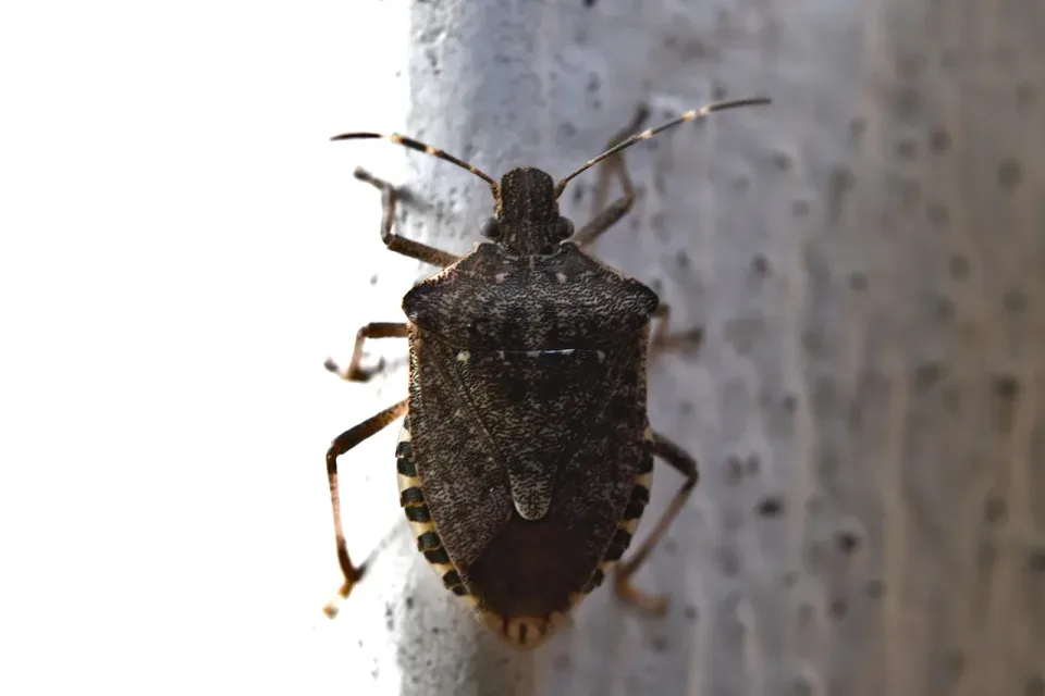 Stink Bug — Pest Control Stink Bug — Pest Control