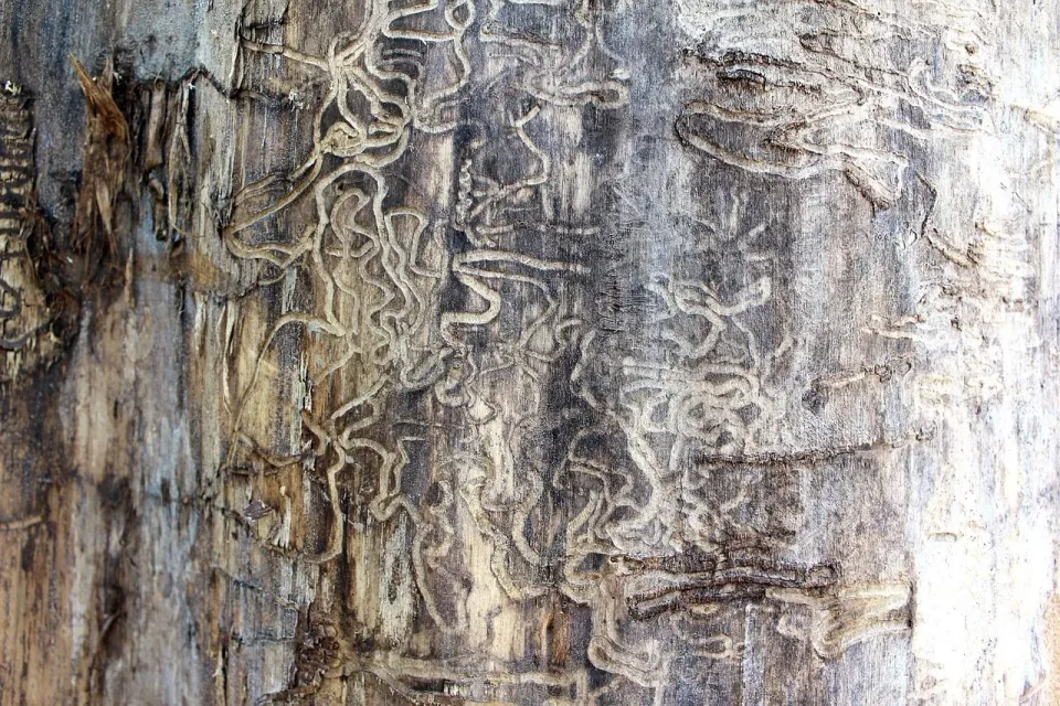 Tree Trunk — Pest Control Tree Trunk — Pest Control