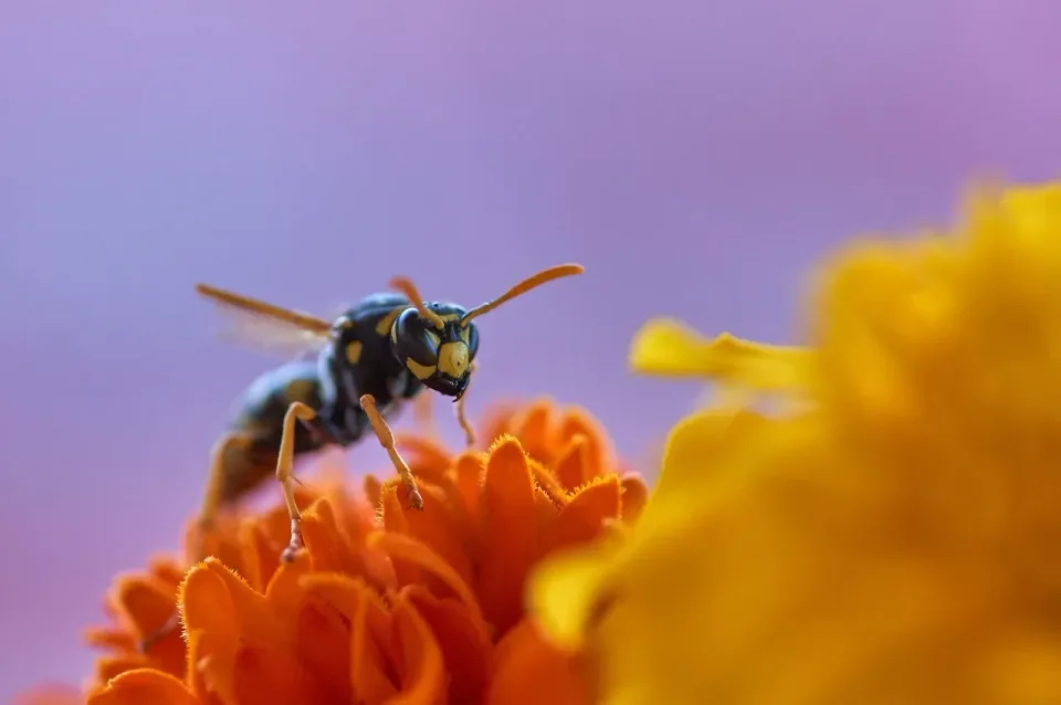 Wasp — Pest Control Wasp — Pest Control