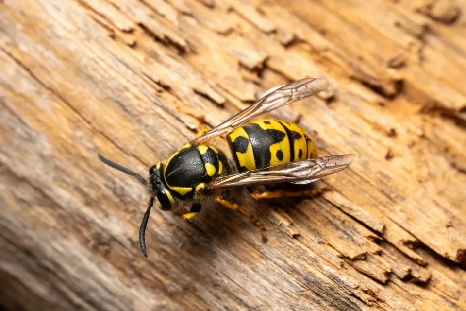 Yellowjacket — Pest Control Yellowjacket — Pest Control